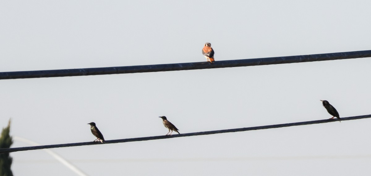 American Kestrel - ML646824694