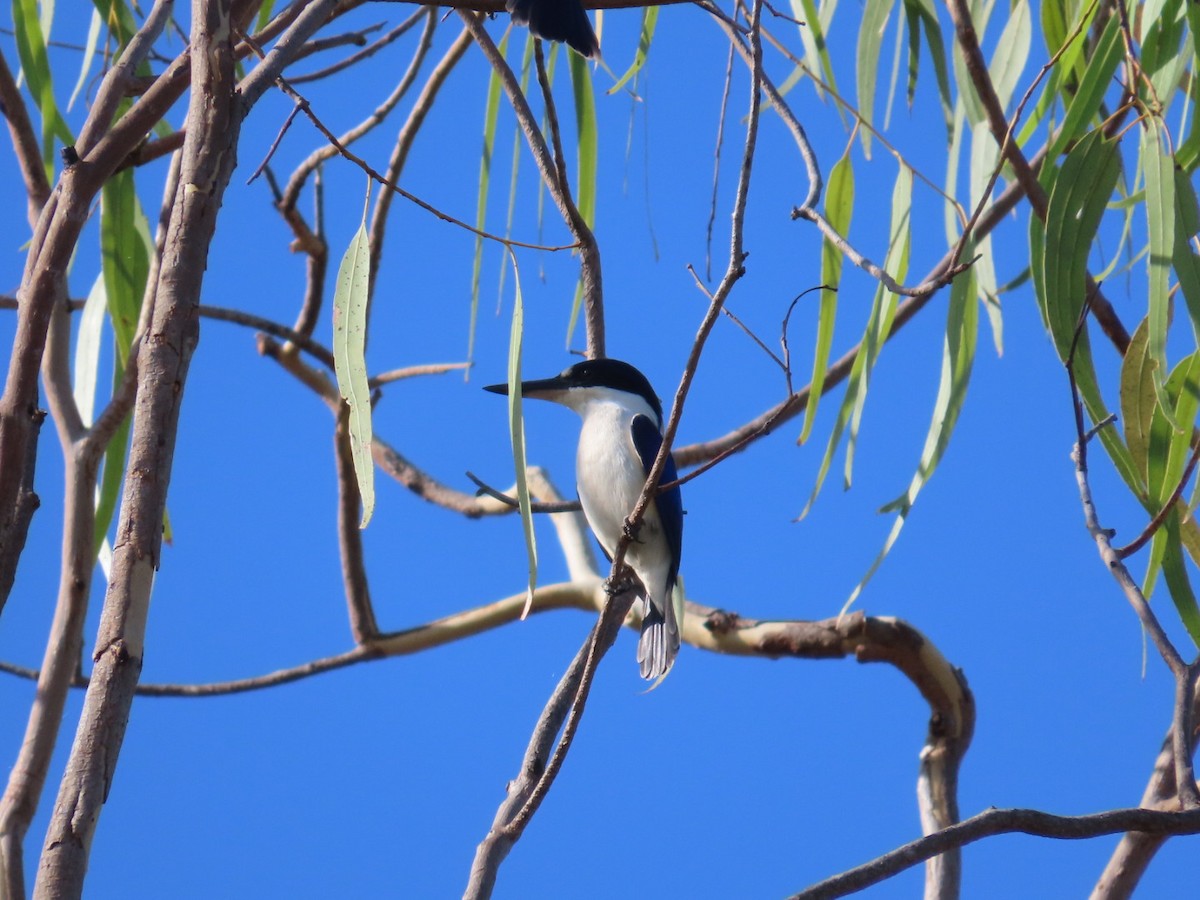 Forest Kingfisher - ML646824697