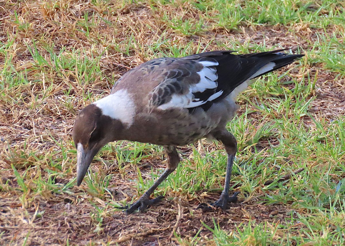Australian Magpie - ML646824698