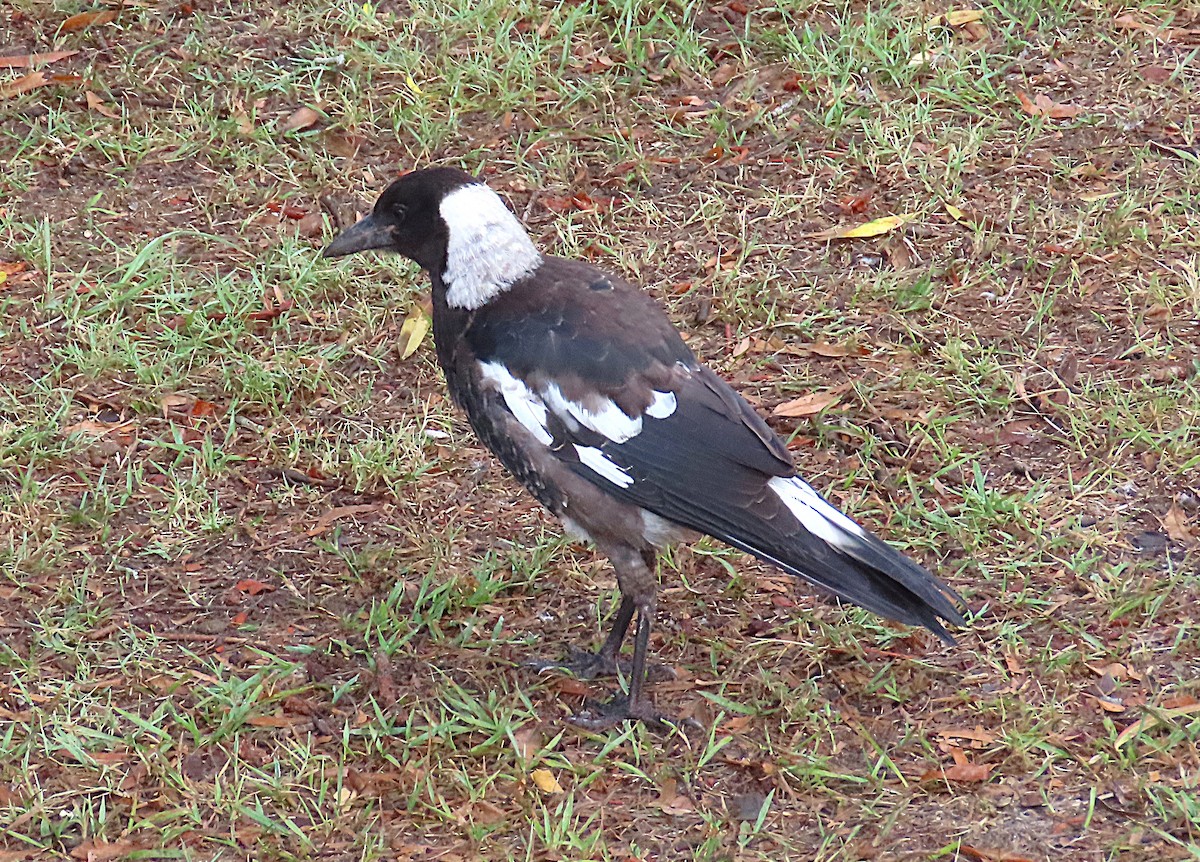Australian Magpie - ML646824699