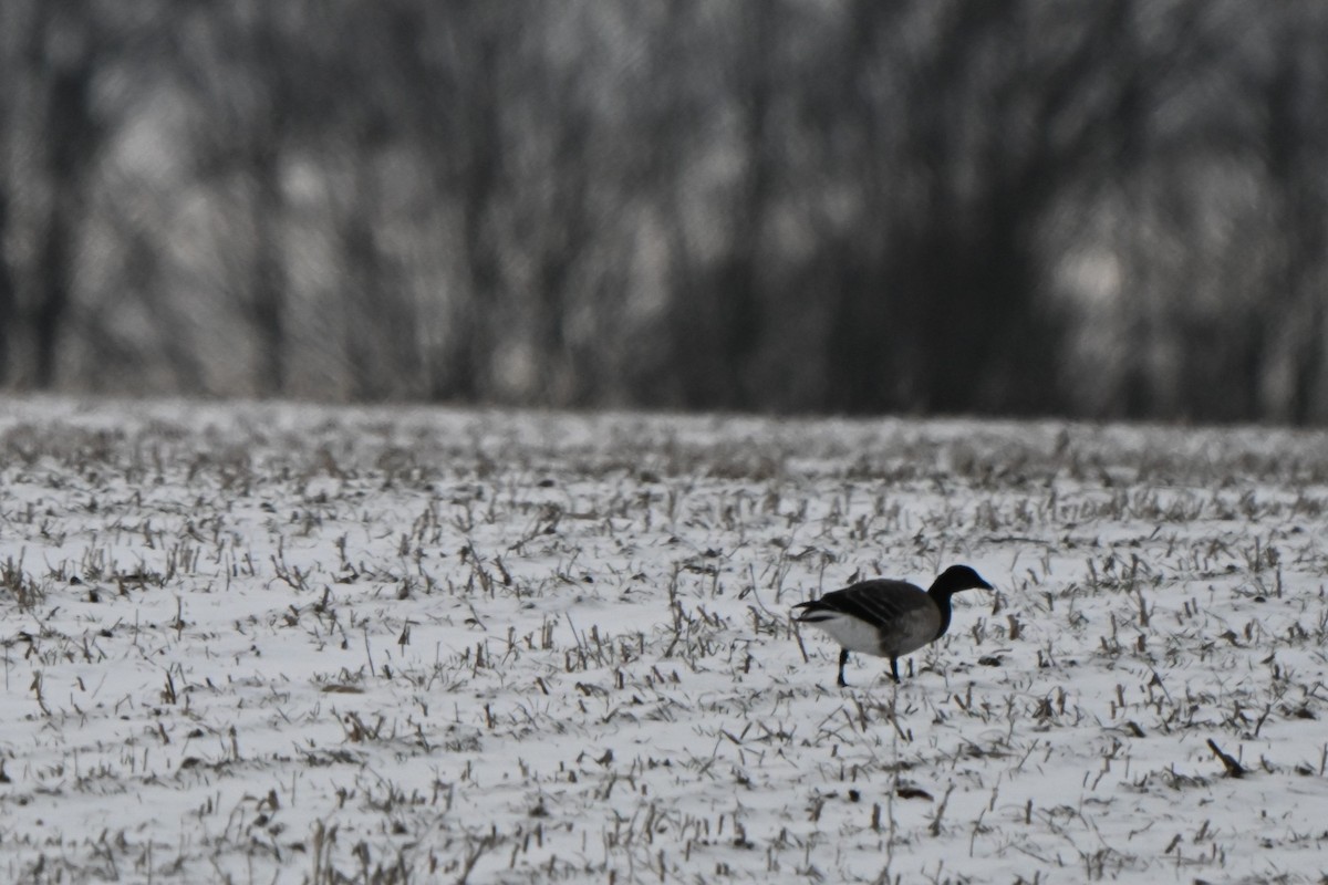 黑雁 - ML646824700