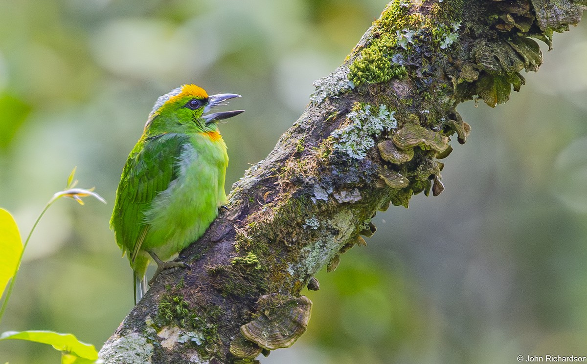Flame-fronted Barbet - ML646824701