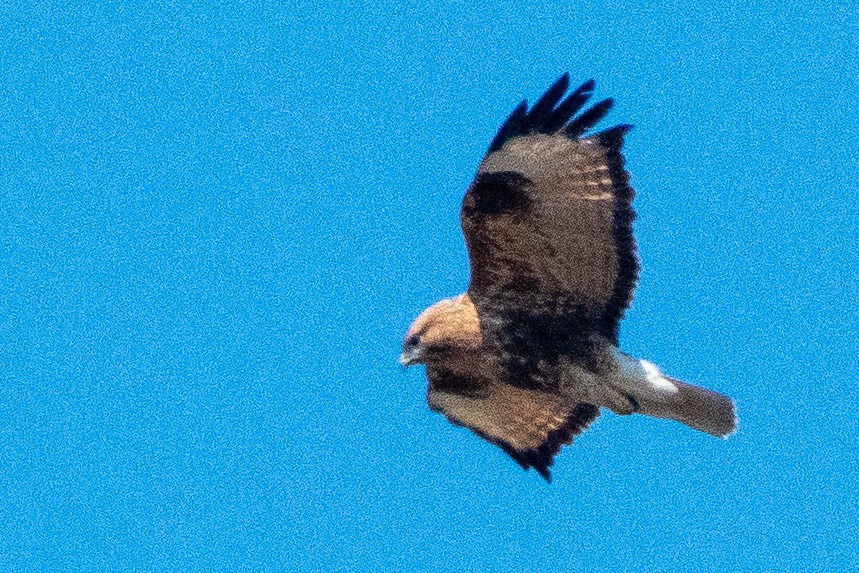 Himalayan Buzzard - ML646824702