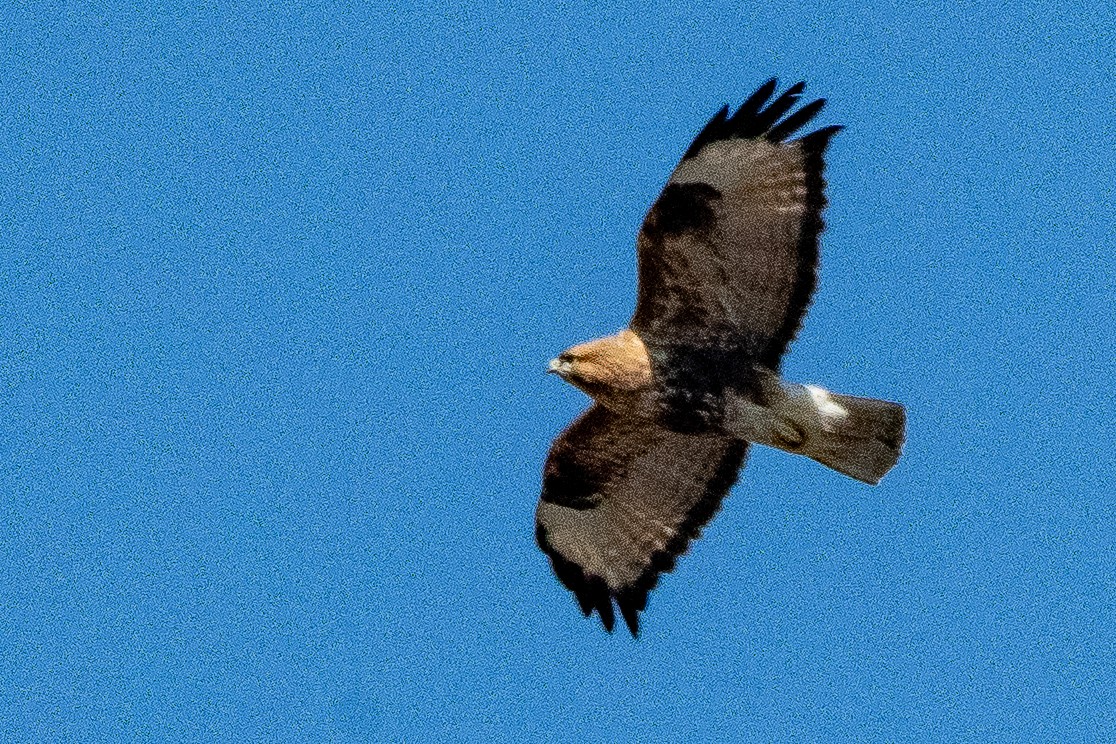 Himalayan Buzzard - ML646824703