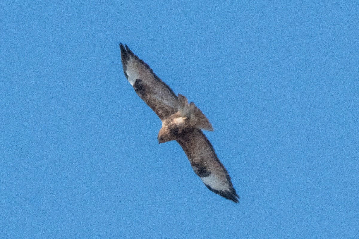 Himalayan Buzzard - ML646824704