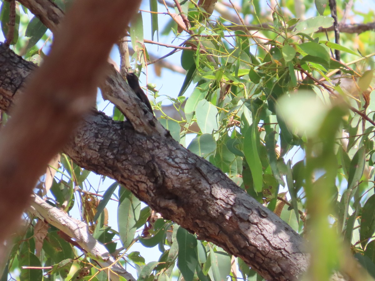 Black-tailed Treecreeper - ML646824705