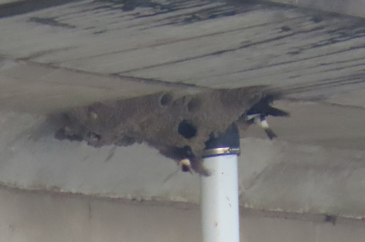 Fairy Martin - ML646824706