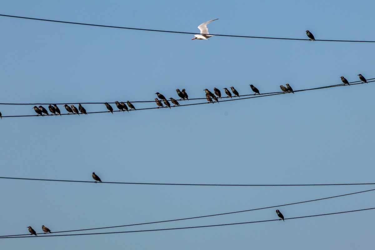 歐洲椋鳥 - ML646824707