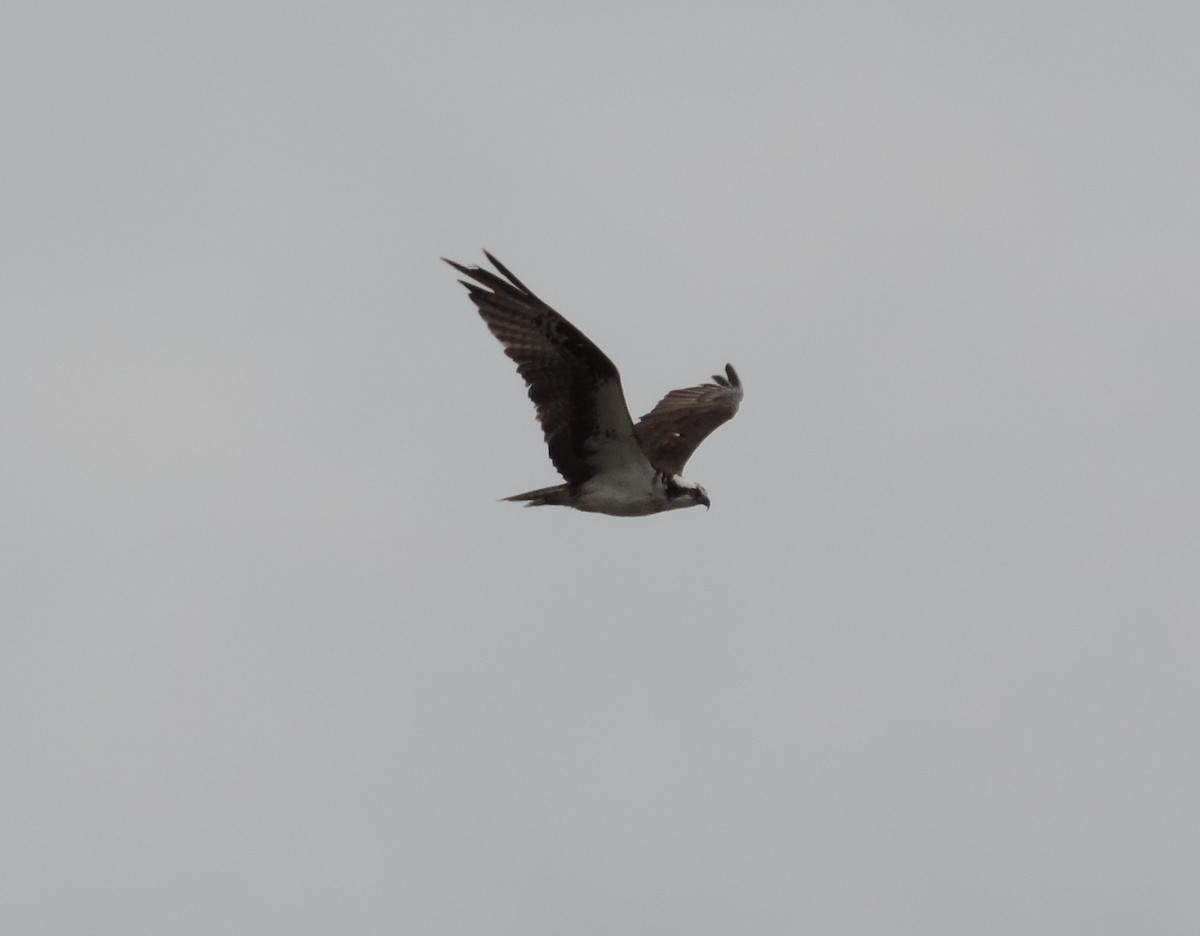 Águila Pescadora - ML64682471