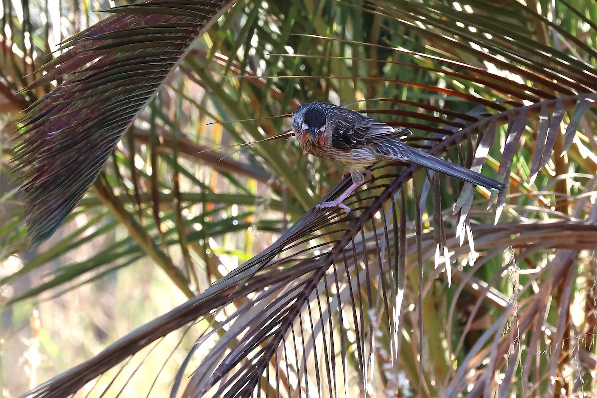 Red Wattlebird - ML646824711