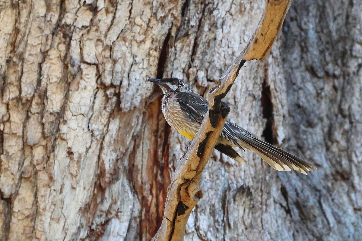 Red Wattlebird - ML646824713