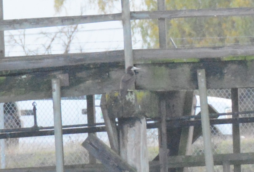 Cocos Booby - ML646824716