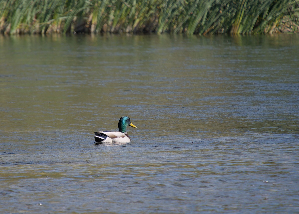Mallard - ML646824720