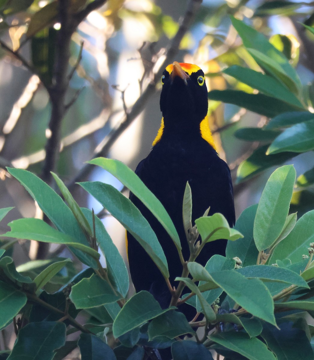 Regent Bowerbird - ML646824721
