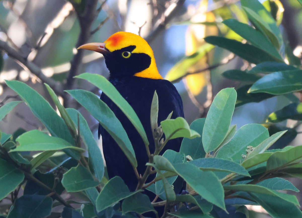 Regent Bowerbird - ML646824722