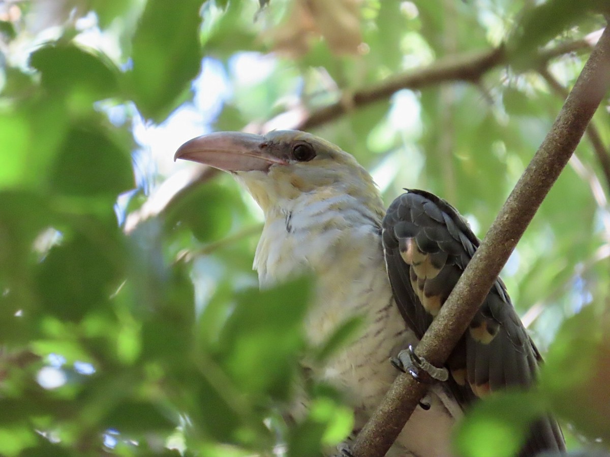 Channel-billed Cuckoo - ML646824723