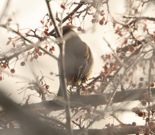 Bohemian Waxwing - ML646824724