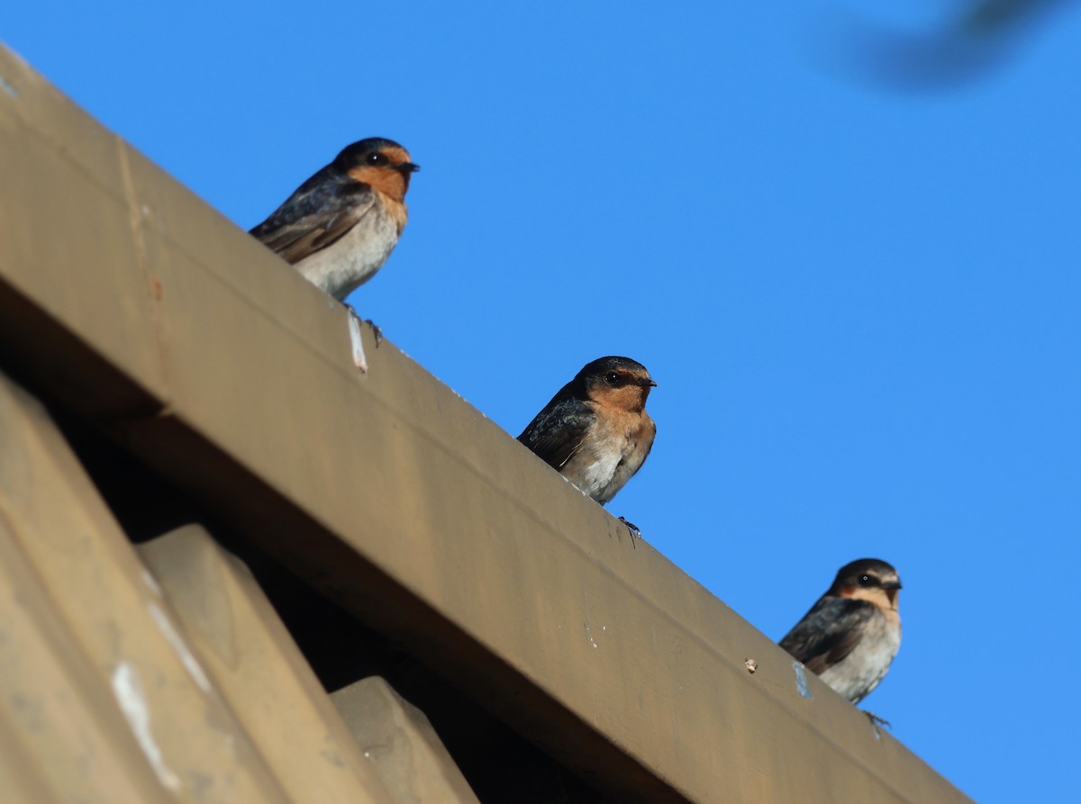 Welcome Swallow - ML646824725