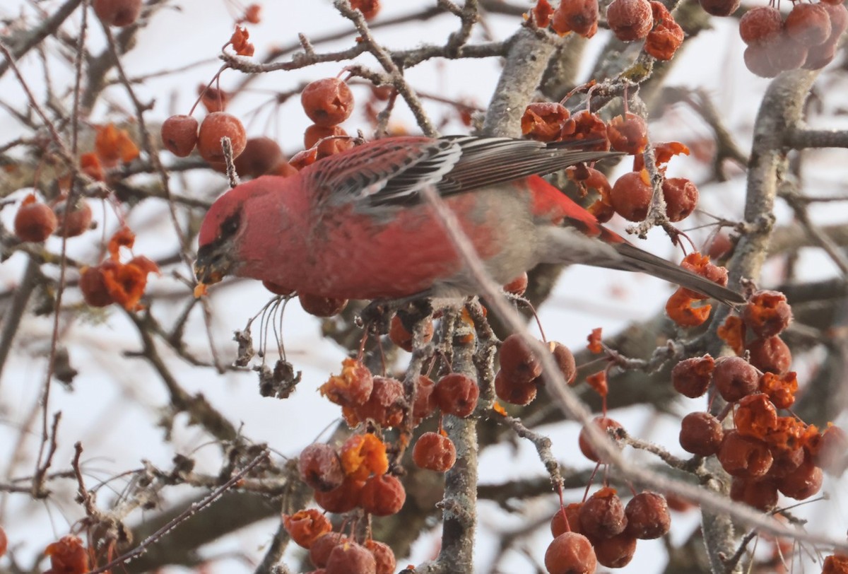 Pine Grosbeak - ML646824726