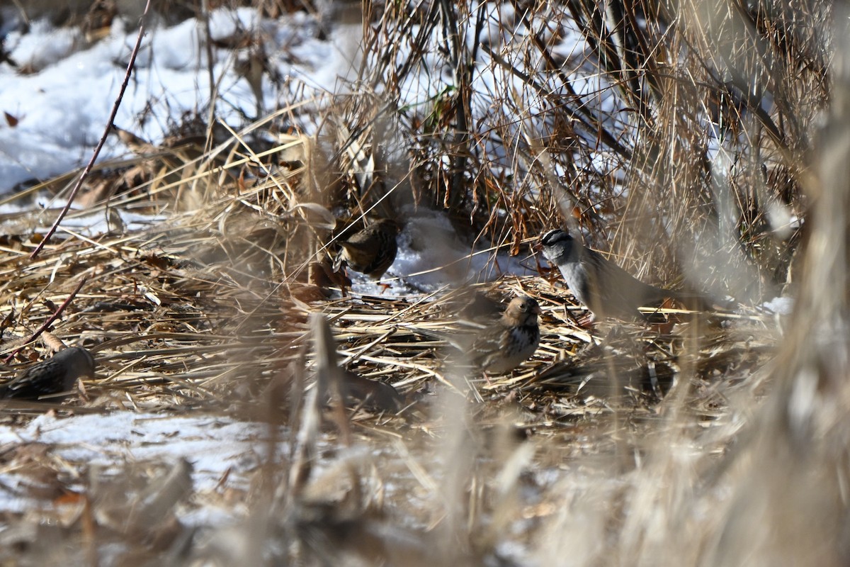 Harris's Sparrow - ML646824727