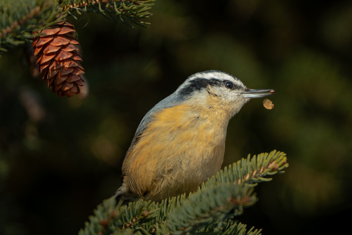 Trepador Canadiense - ML646824728