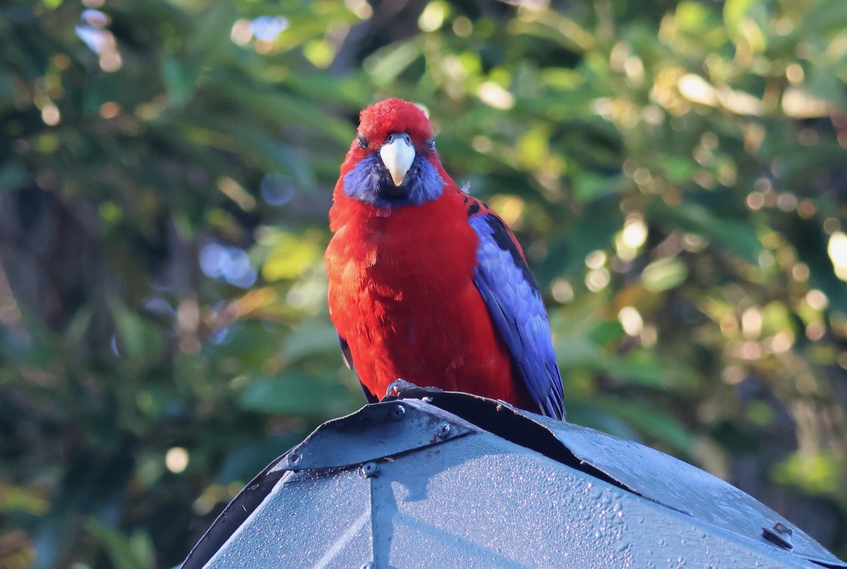 Crimson Rosella - ML646824729
