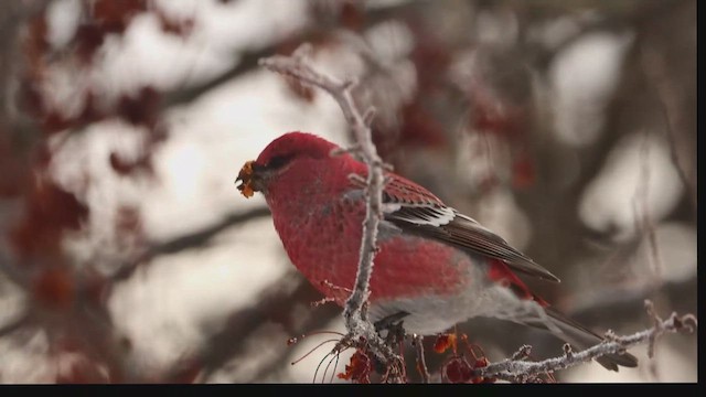 Pine Grosbeak - ML646824730