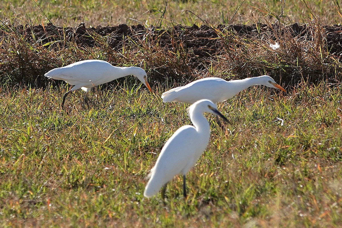 Snowy Egret - ML646824731