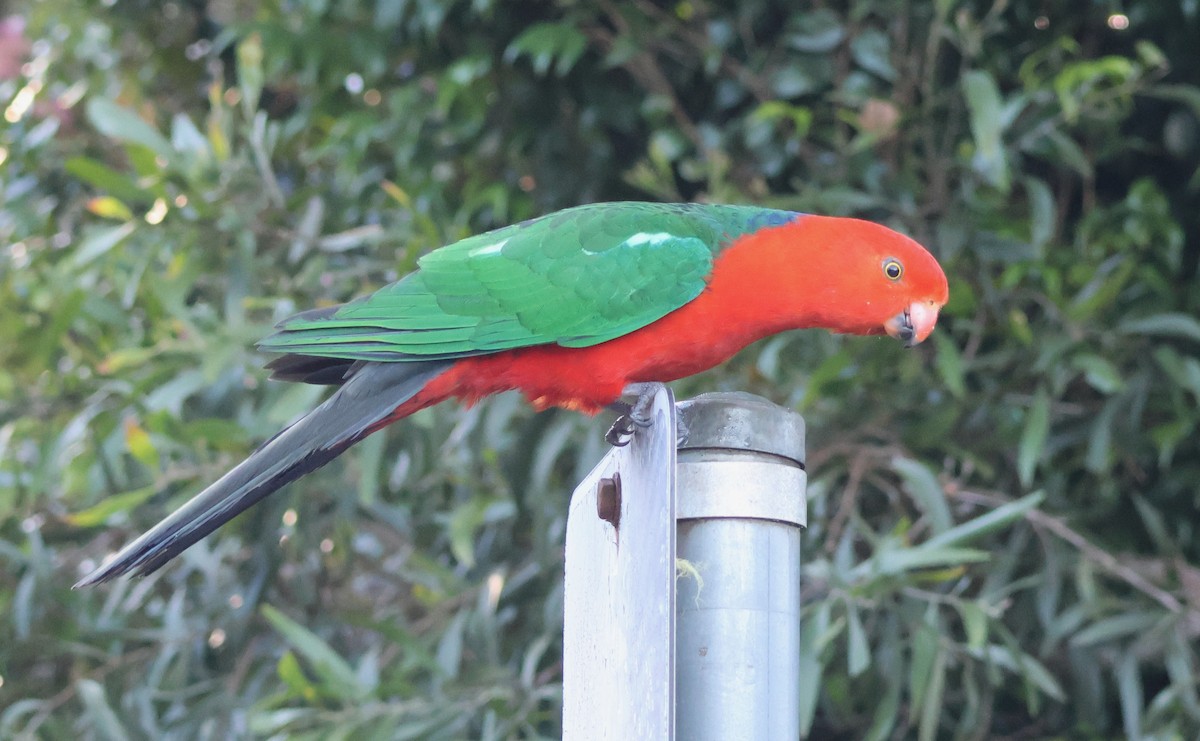 Australian King-Parrot - ML646824732