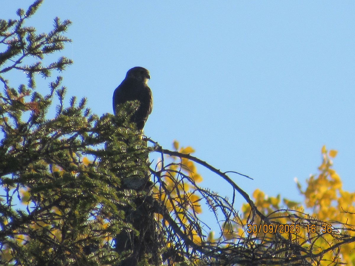 Merlin - ML646824733