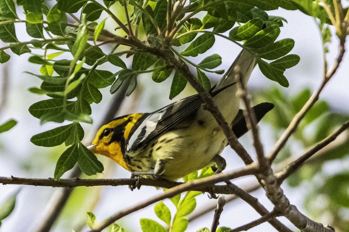 Blackburnian Warbler - ML646824734