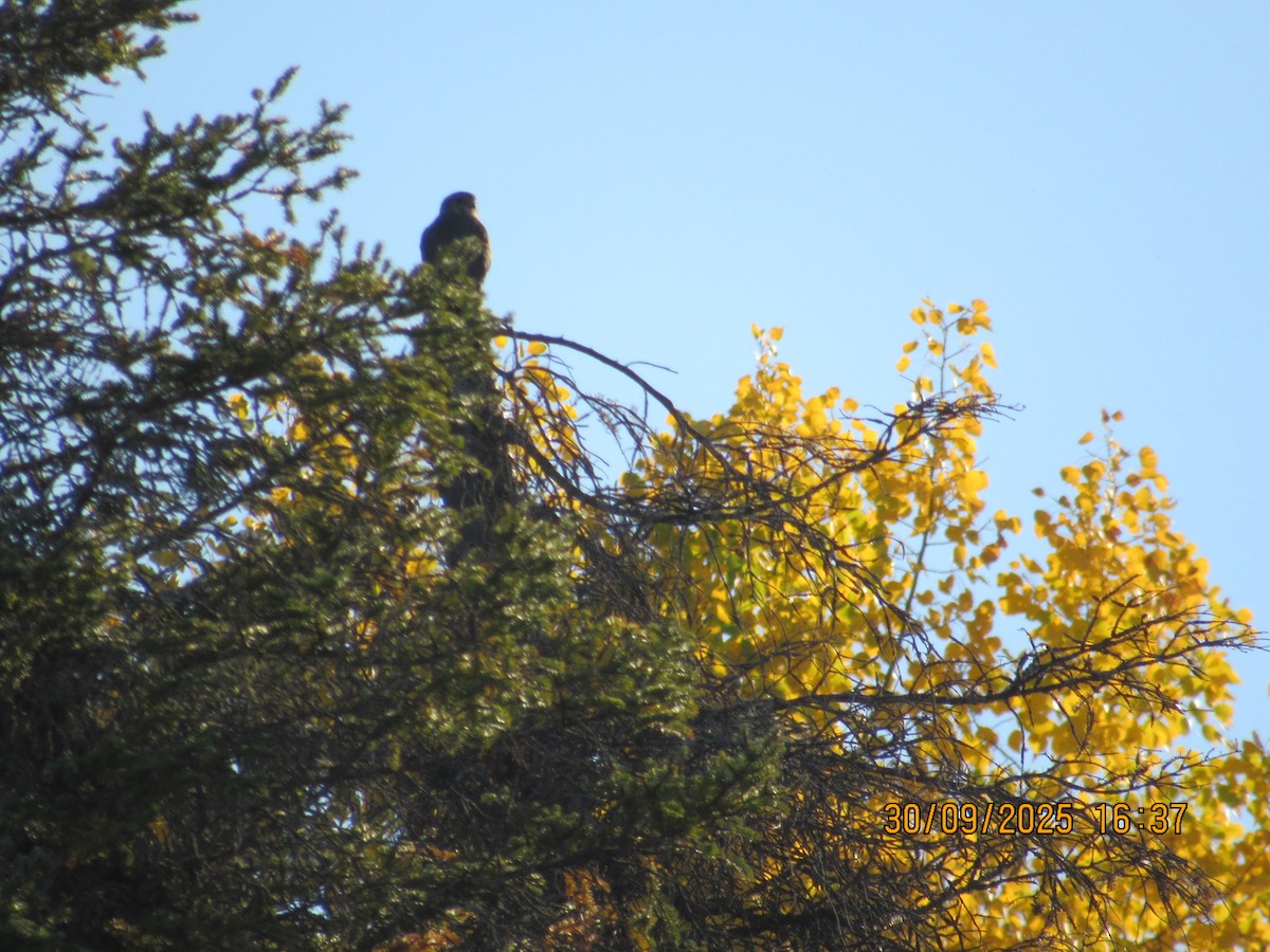 Merlin - ML646824736