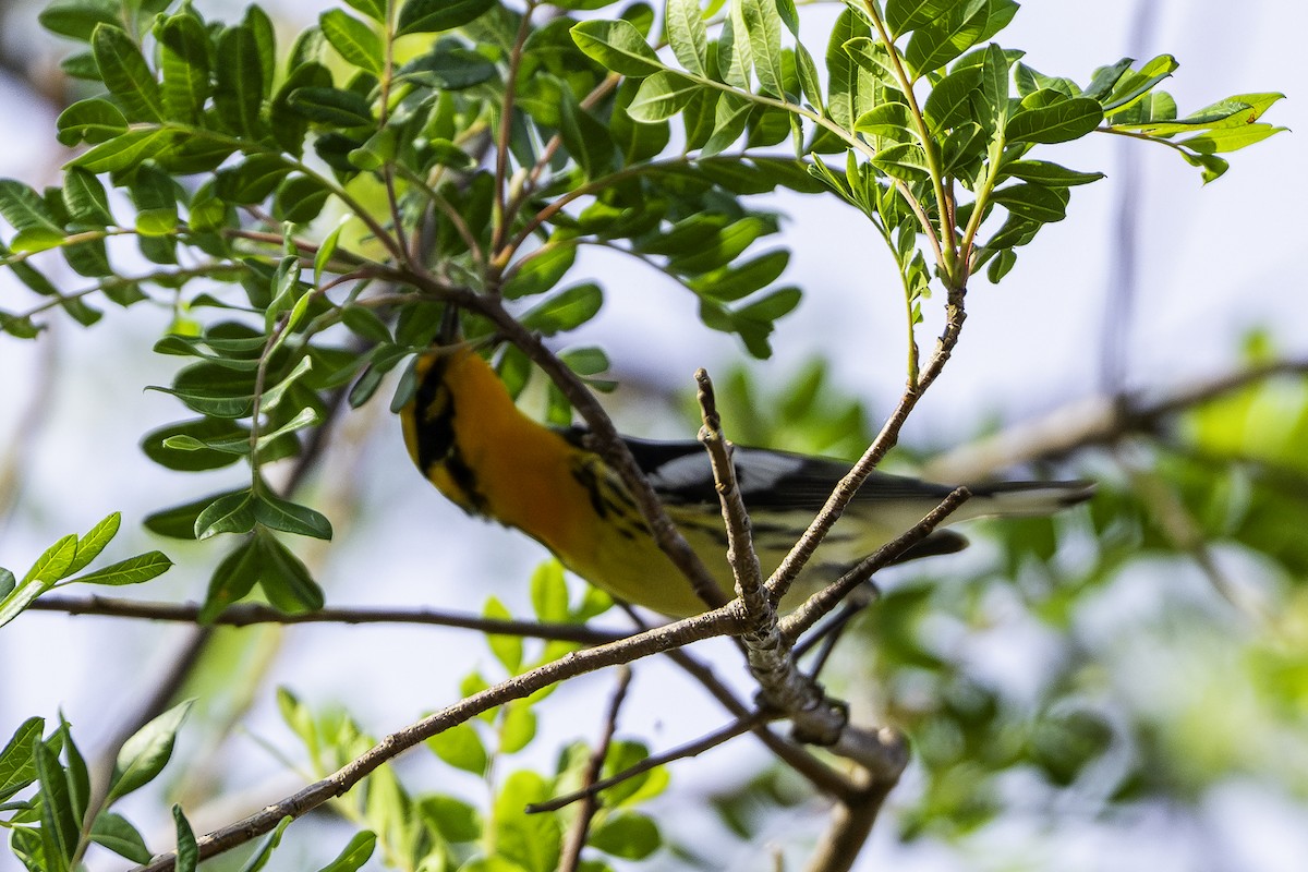 Blackburnian Warbler - ML646824737