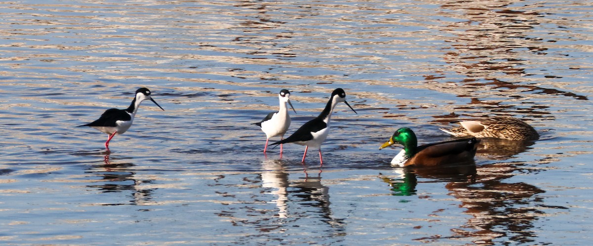 Mallard - ML646824738