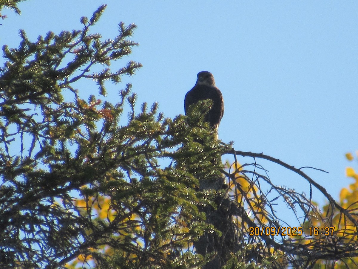 Merlin - ML646824739