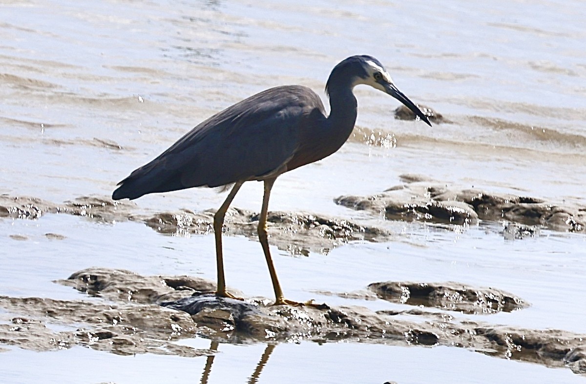 White-faced Heron - ML646824740