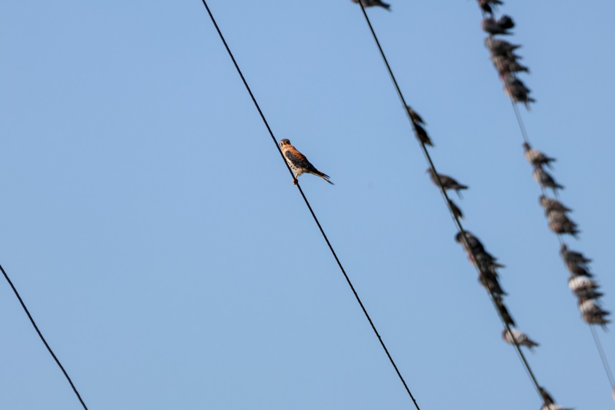 American Kestrel - ML646824742