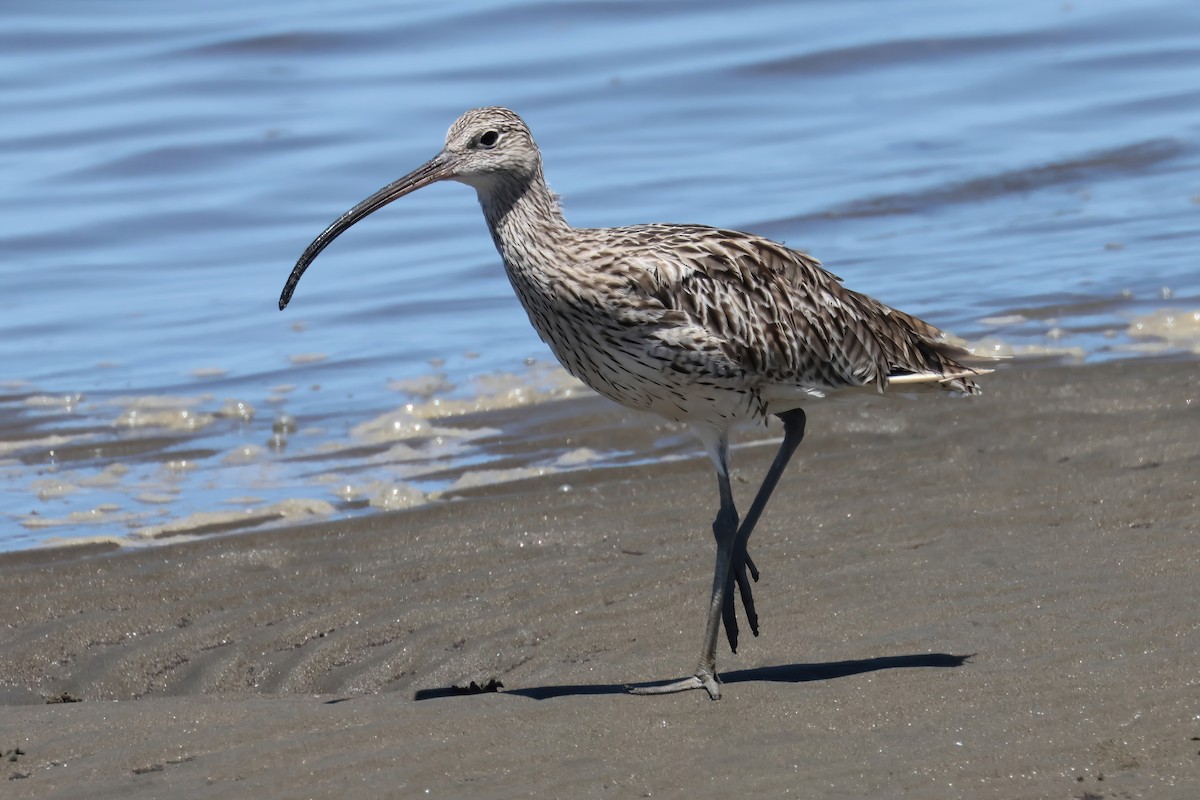 Дальневосточный кроншнеп - ML646824744