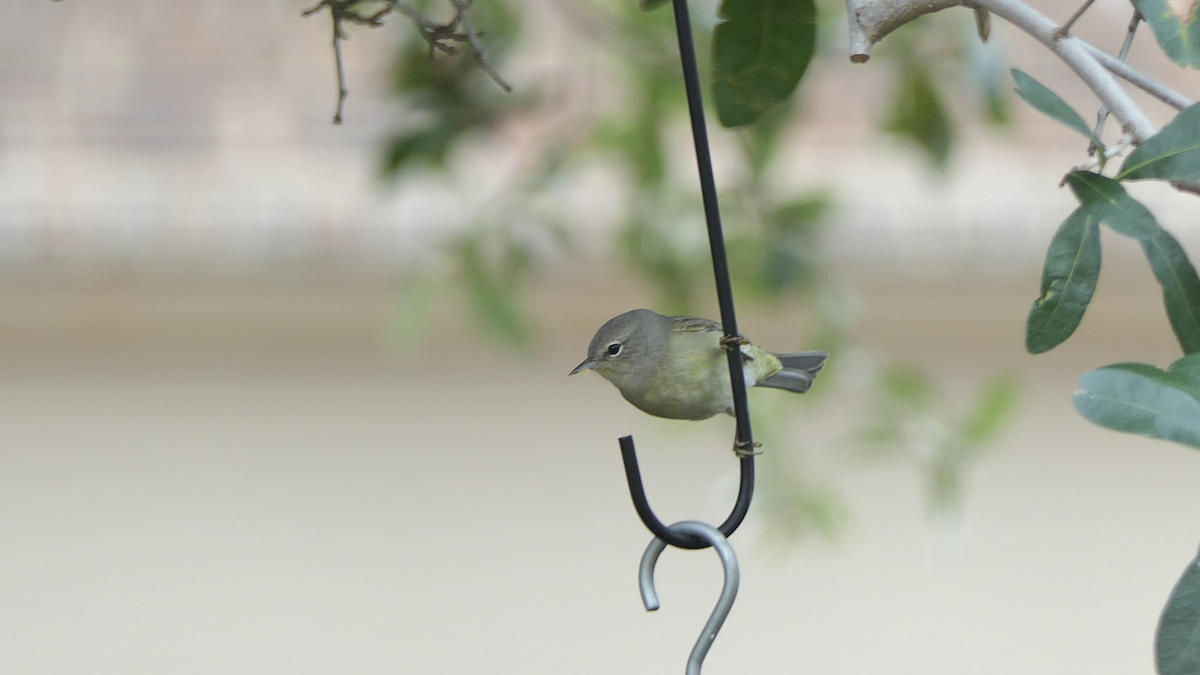 Orange-crowned Warbler - ML646824745