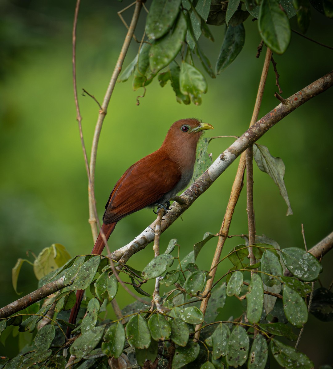 Common Squirrel-Cuckoo - ML646824746