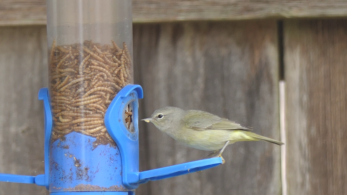 Orange-crowned Warbler - ML646824747