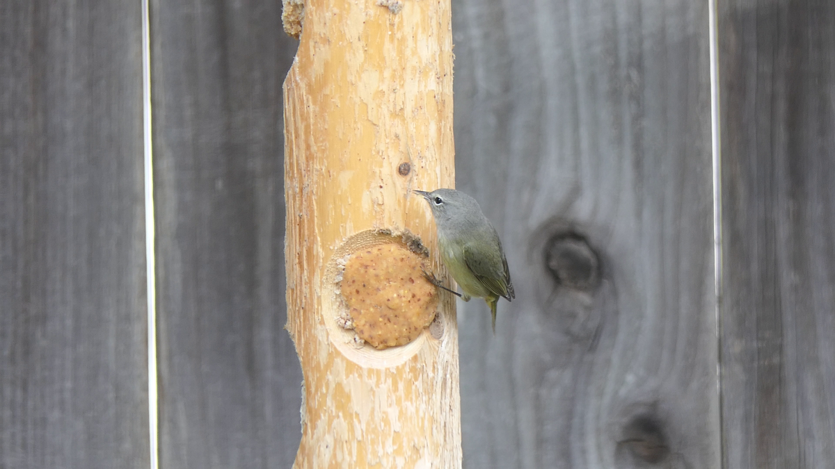 Orange-crowned Warbler - ML646824748