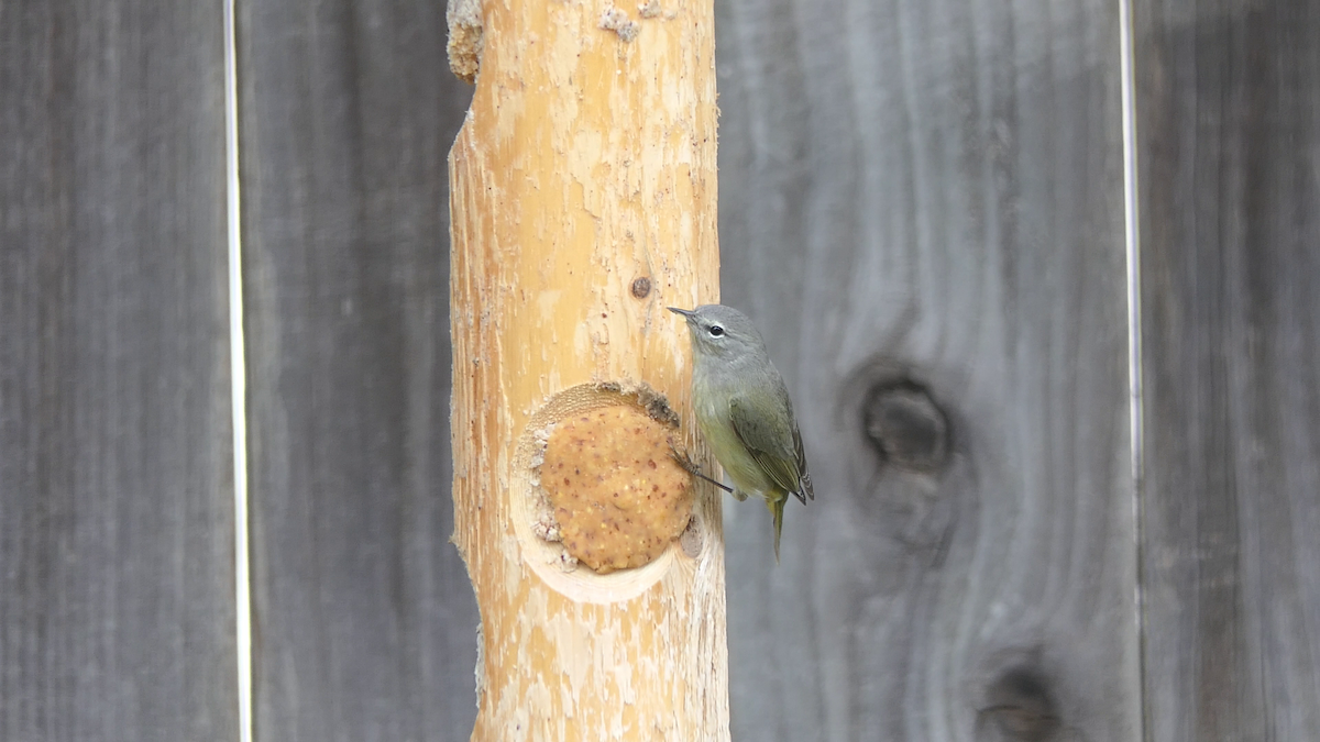 Orange-crowned Warbler - ML646824749