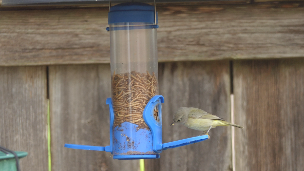 Orange-crowned Warbler - ML646824750
