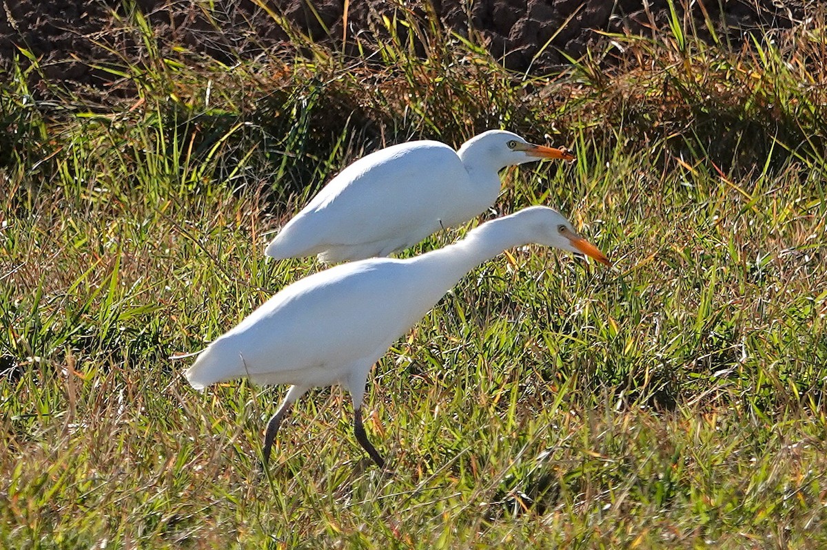 Western Cattle-Egret - ML646824751
