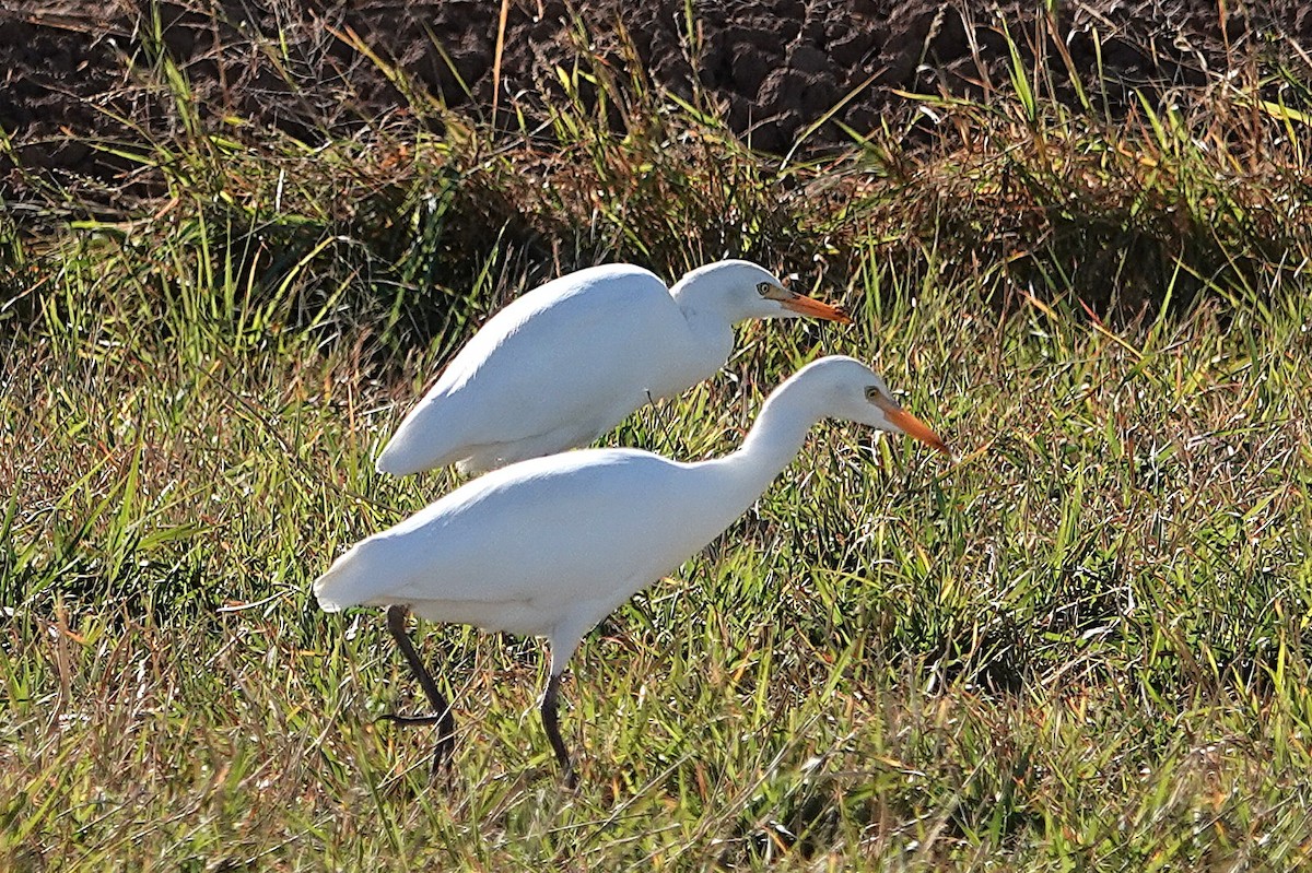 Héron garde-boeufs - ML646824752