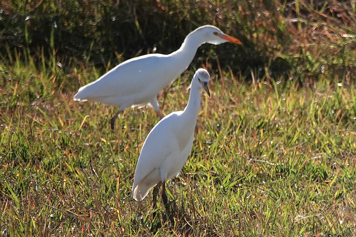 Western Cattle-Egret - ML646824753
