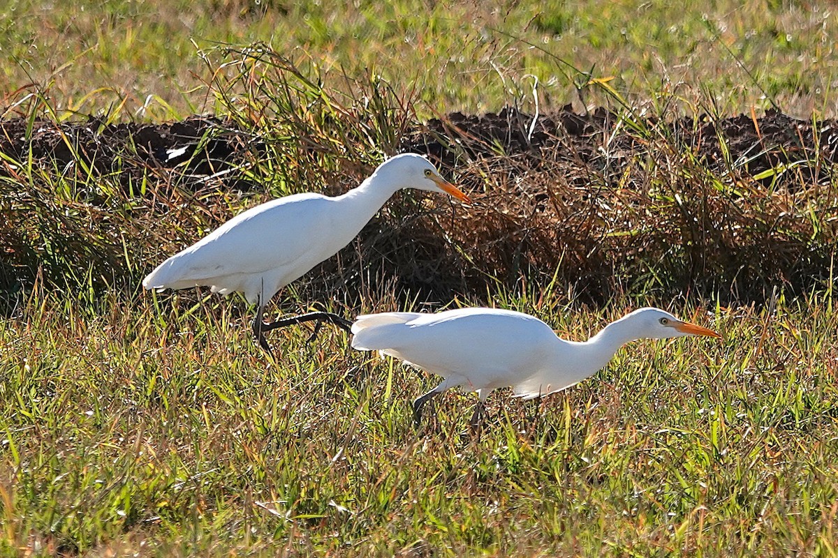 Héron garde-boeufs - ML646824754