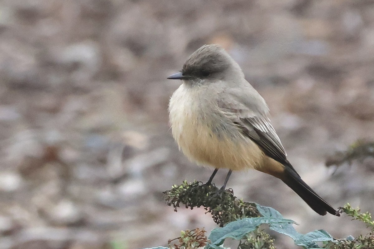 Say's Phoebe - ML646824759