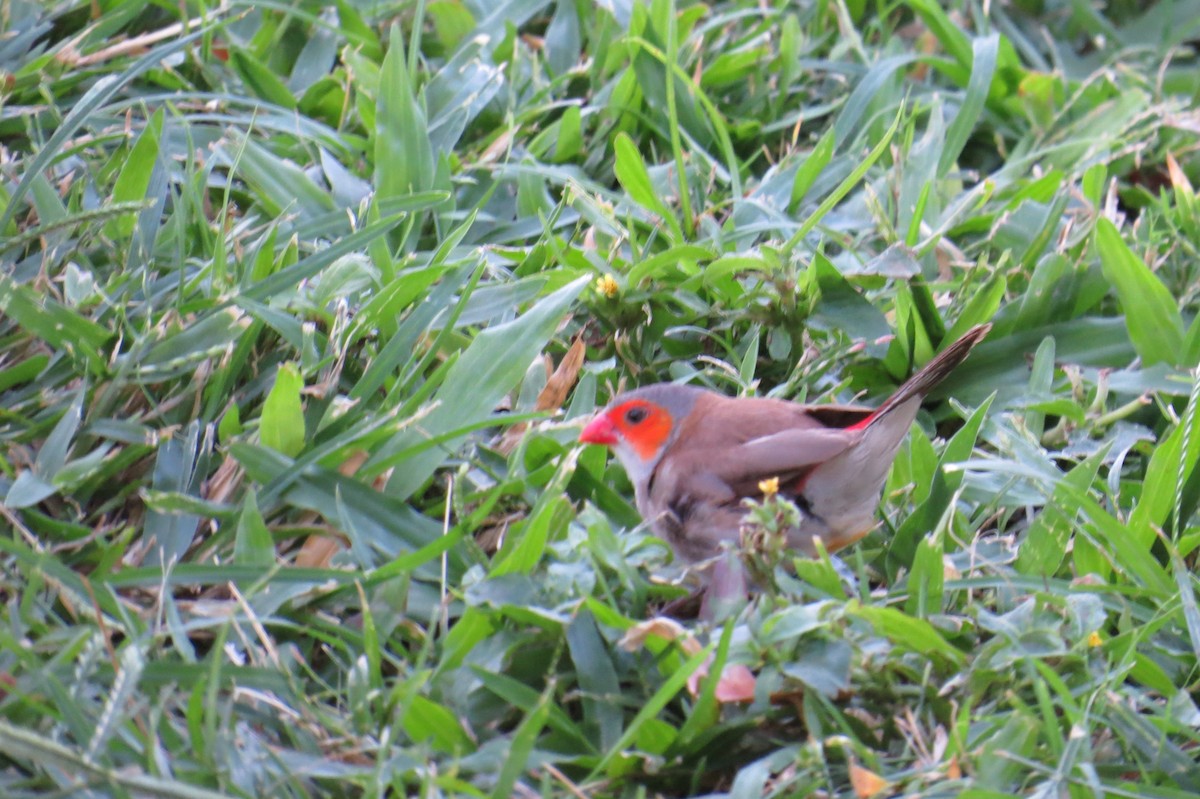 Al Yanaklı Mumgaga - ML646824760